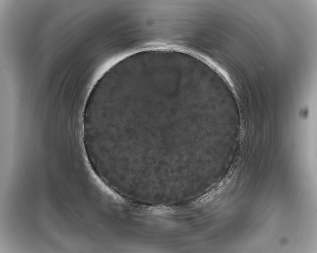 X0000099561239200805161444