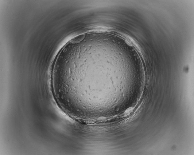 X0000099561243200805161444