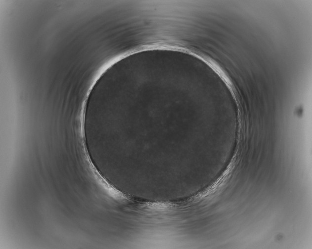 X0000099561246200805161444