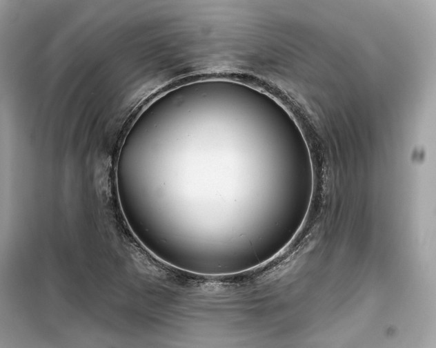 X0000099561265200805161443