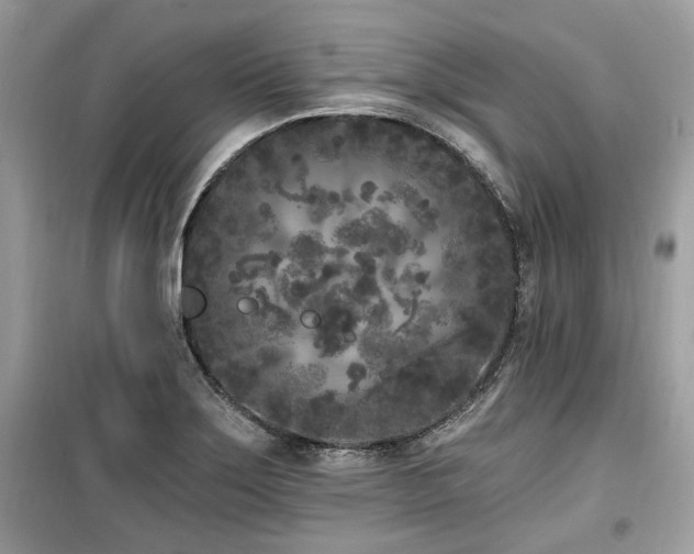 X0000099561275200805161443