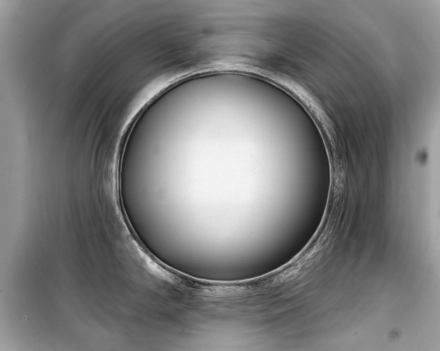 X0000099561294200805161443