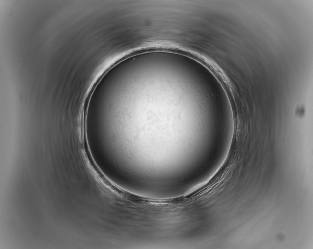 X0000099561295200805161443