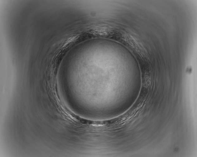 X0000099561297200805161442