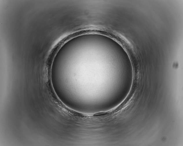 X0000099561310200805161442
