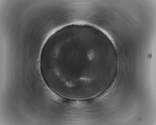 X0000099561327200805161442