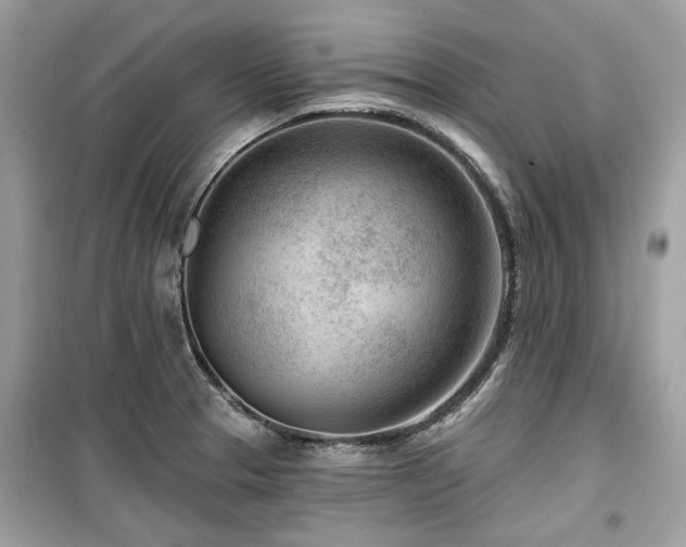 X0000099561329200805161442