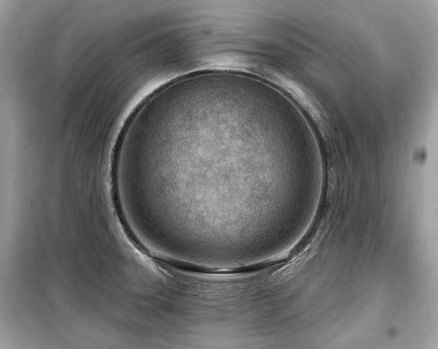 X0000099561331200805161442