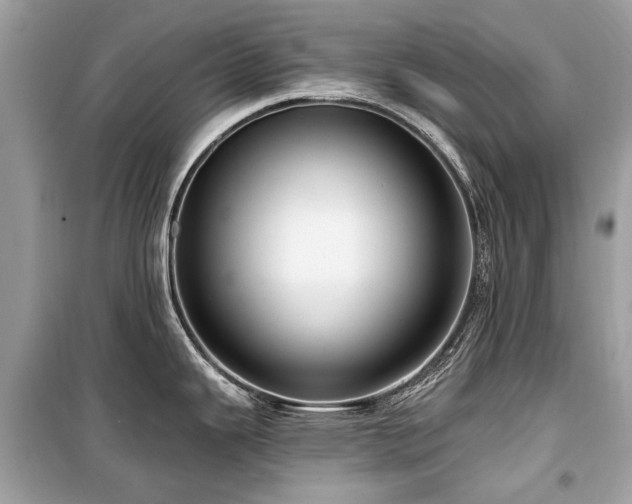X0000099561343200805161443