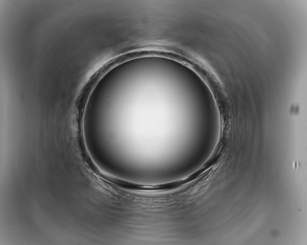 X0000099561360200805161442