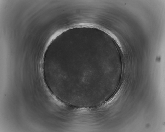 X0000099561373200805161441