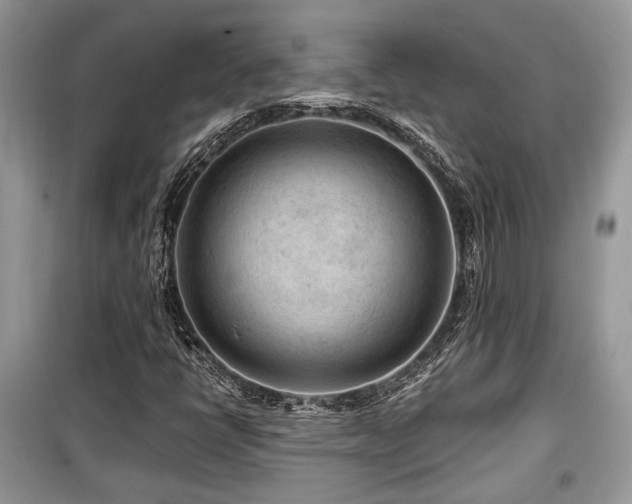 X0000099561398200805161440