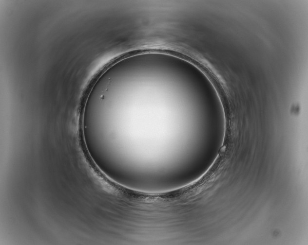 X0000099561416200805161441
