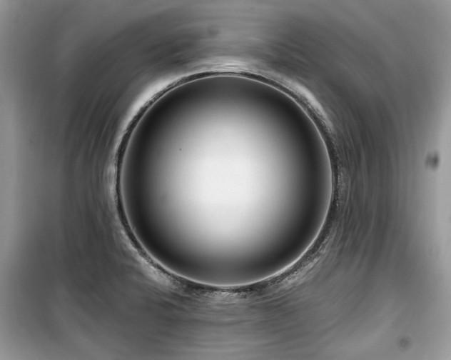 X0000099561424200805161441