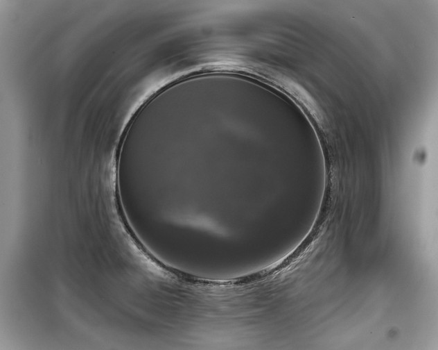 X0000099561428200805161441