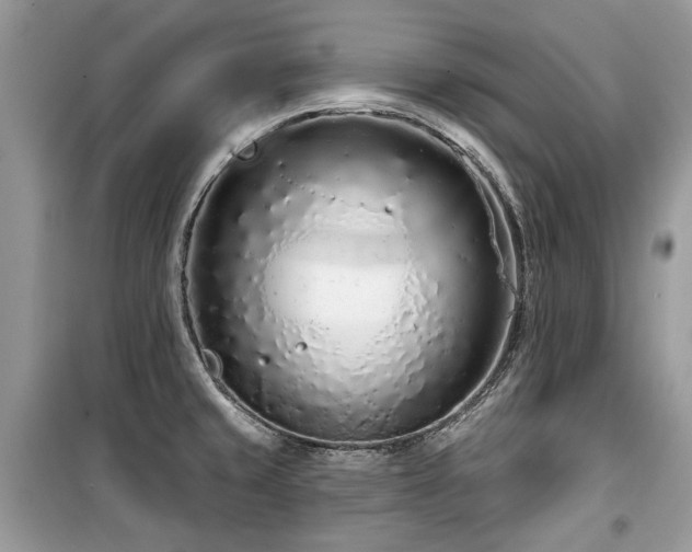X0000099561429200805161441