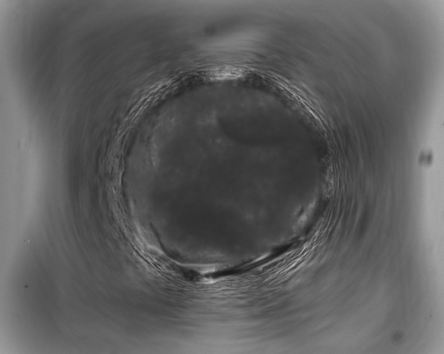 X0000099561441200805161440