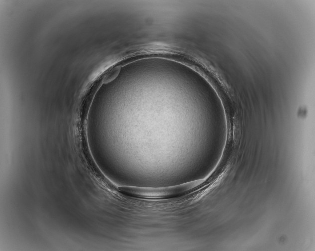 X0000099561453200805161440