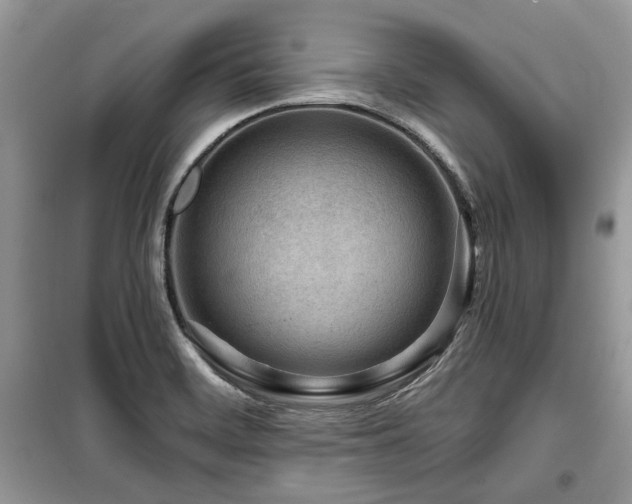 X0000099561468200805161440