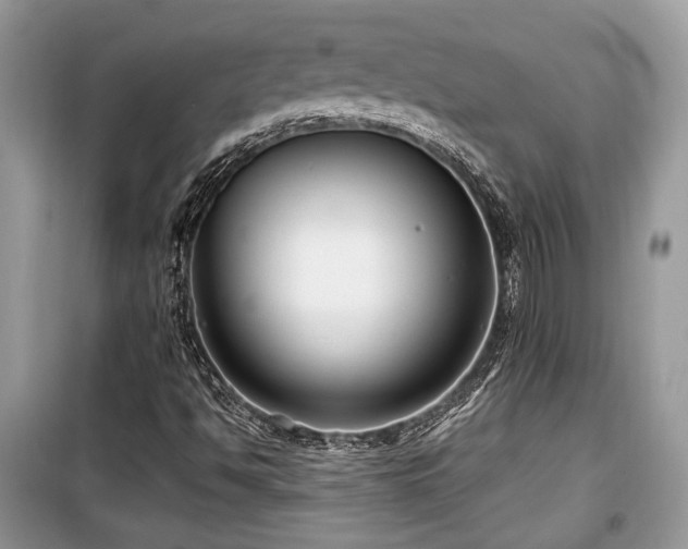 X0000099561494200805161439