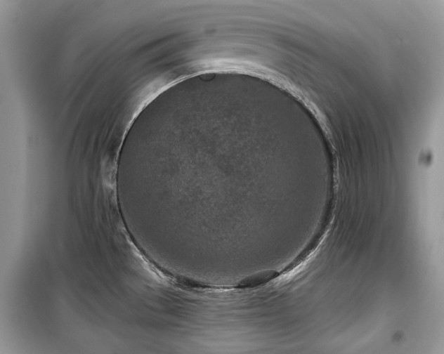 X0000099561529200805161439