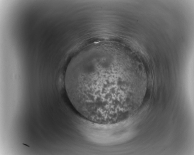 X0000099560043200805231521