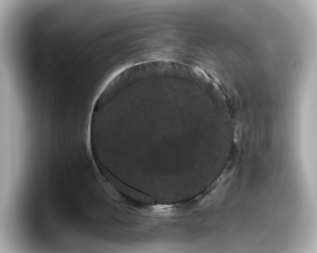 X0000099560052200805231520