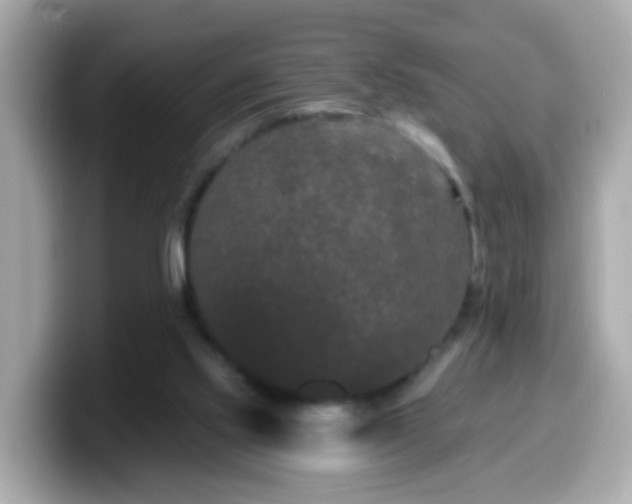 X0000099560061200805231520