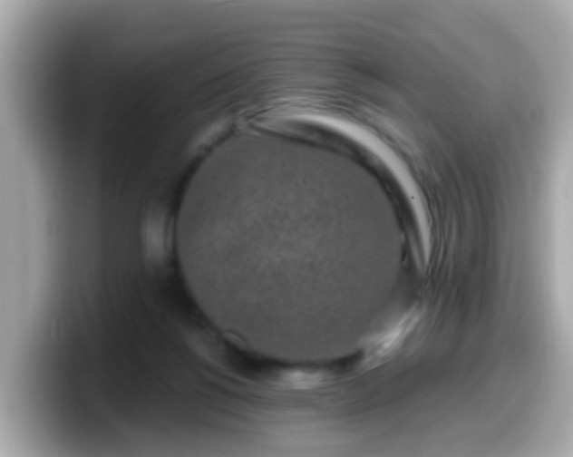 X0000099560168200805231519