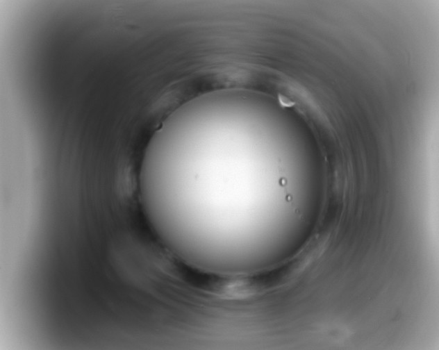 X0000099560173200805231519