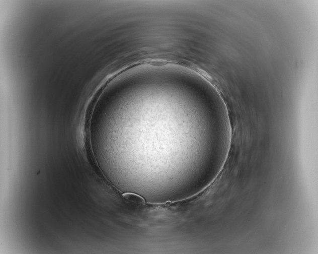 X0000099560290200805231517