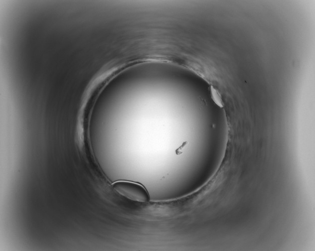 X0000099560294200805231517