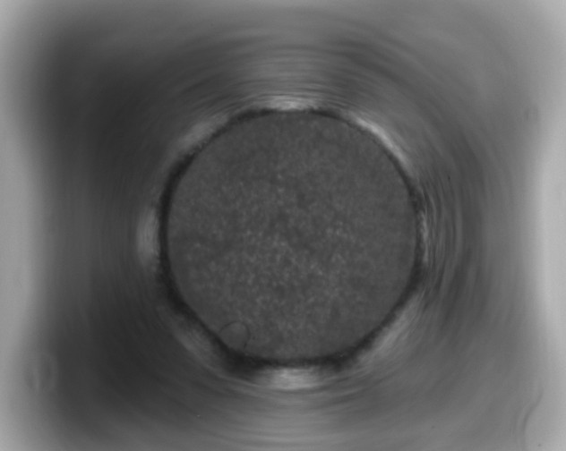 X0000099560303200805231517