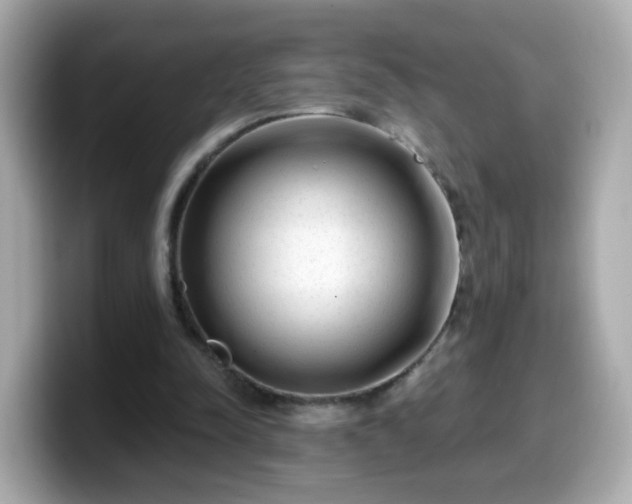 X0000099560342200805231516