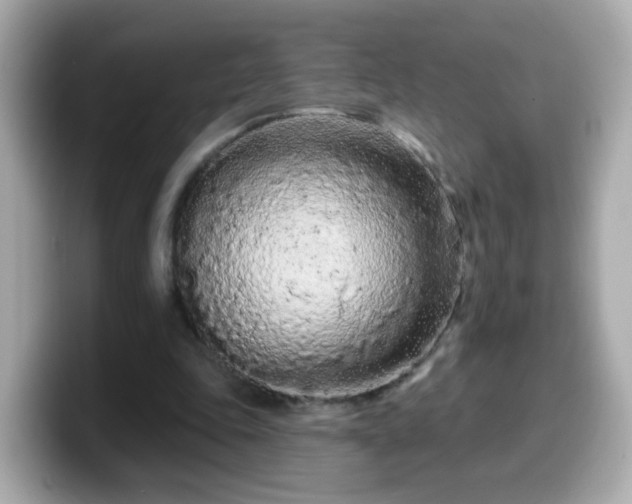 X0000099560343200805231516