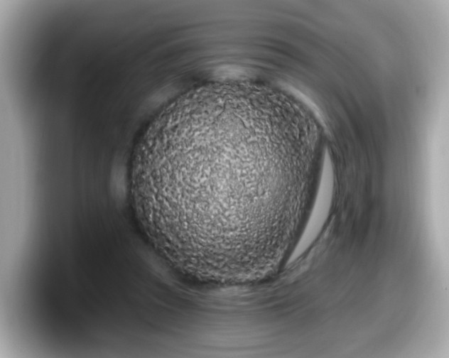 X0000099560353200805231517