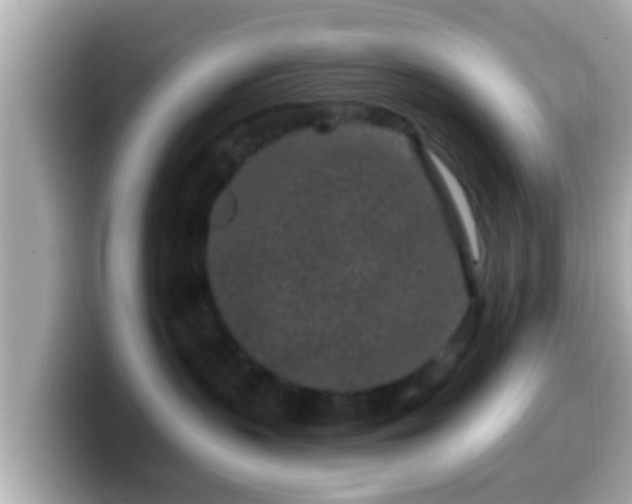 X0000099560383200805231517