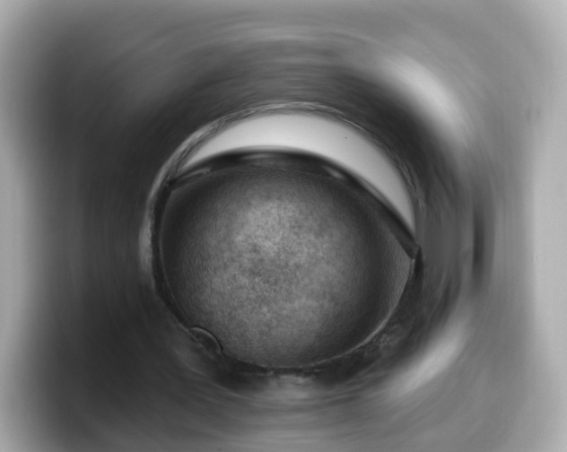 X0000099560387200805231516