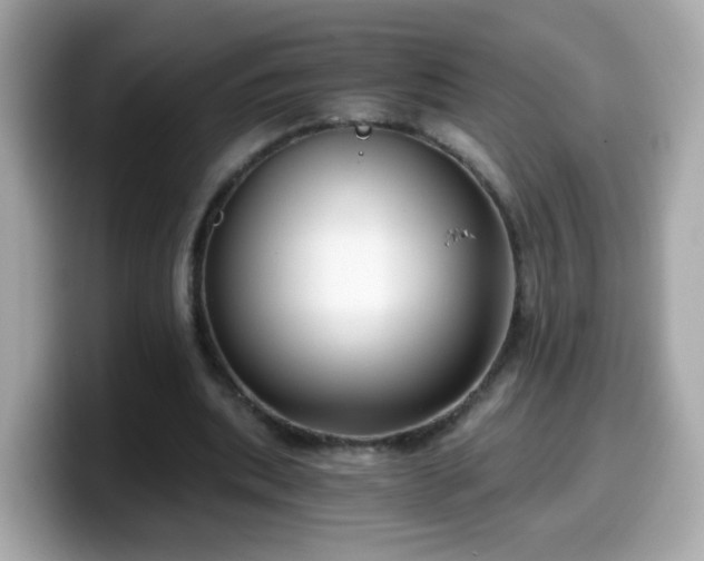 X0000099560439200805231515