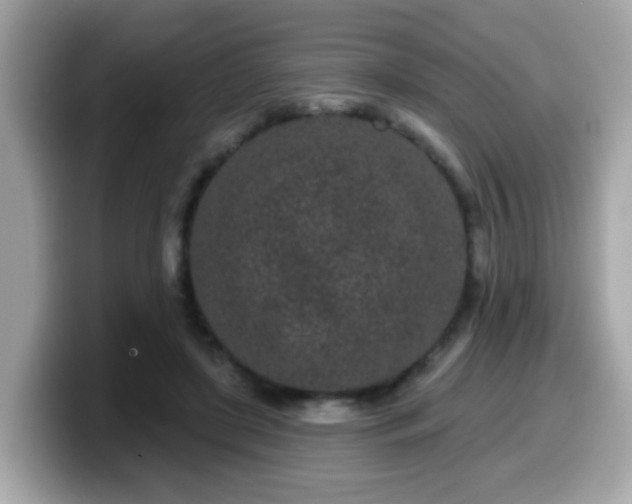 X0000099560451200805231515