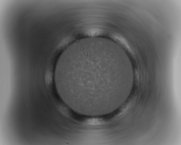 X0000099560499200805231515