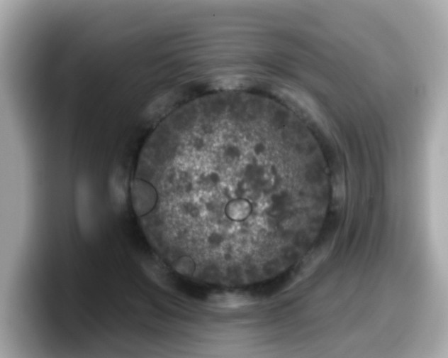 X0000099560503200805231515