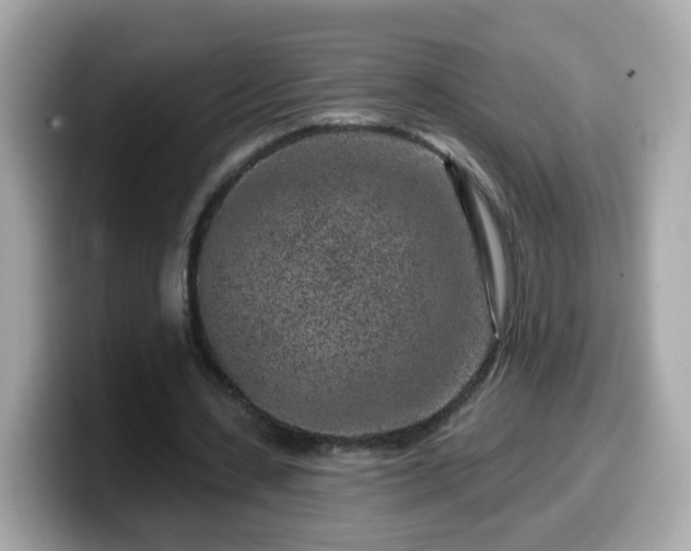 X0000099560531200805231514