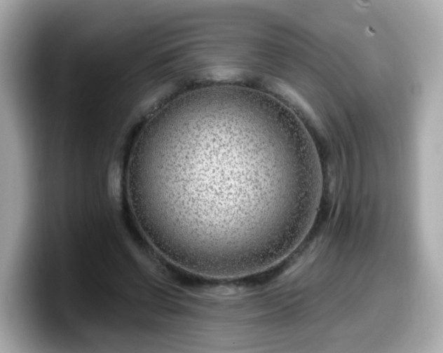 X0000099560542200805231514