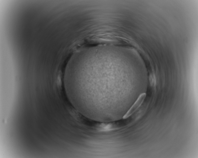 X0000099560570200805231514