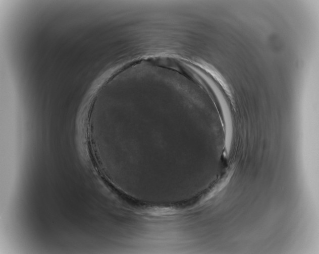 X0000099560577200805231514