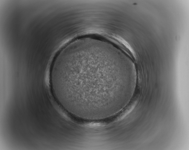 X0000099560581200805231514