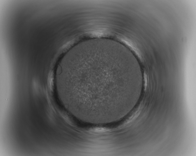 X0000099560590200805231514