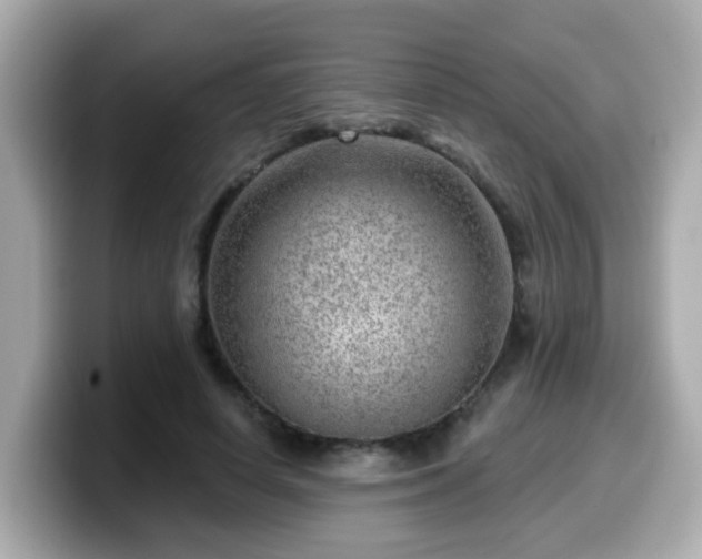 X0000099560642200805231513