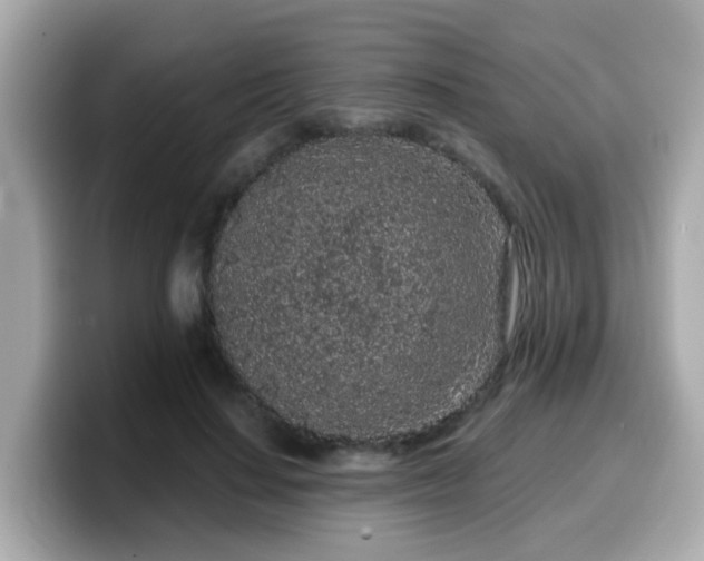 X0000099560644200805231513